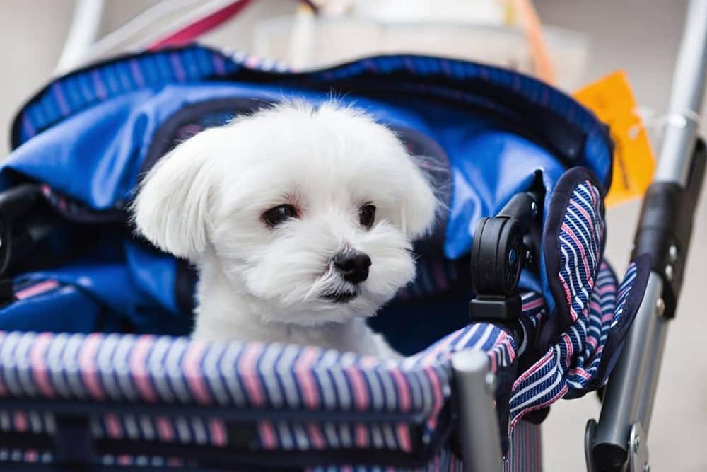 Comment bien choisir sa poussette pour chien ?