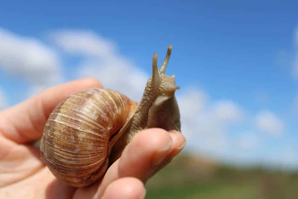 Formation en héliciculture : comment devenir un pro de l'élevage d'escargots