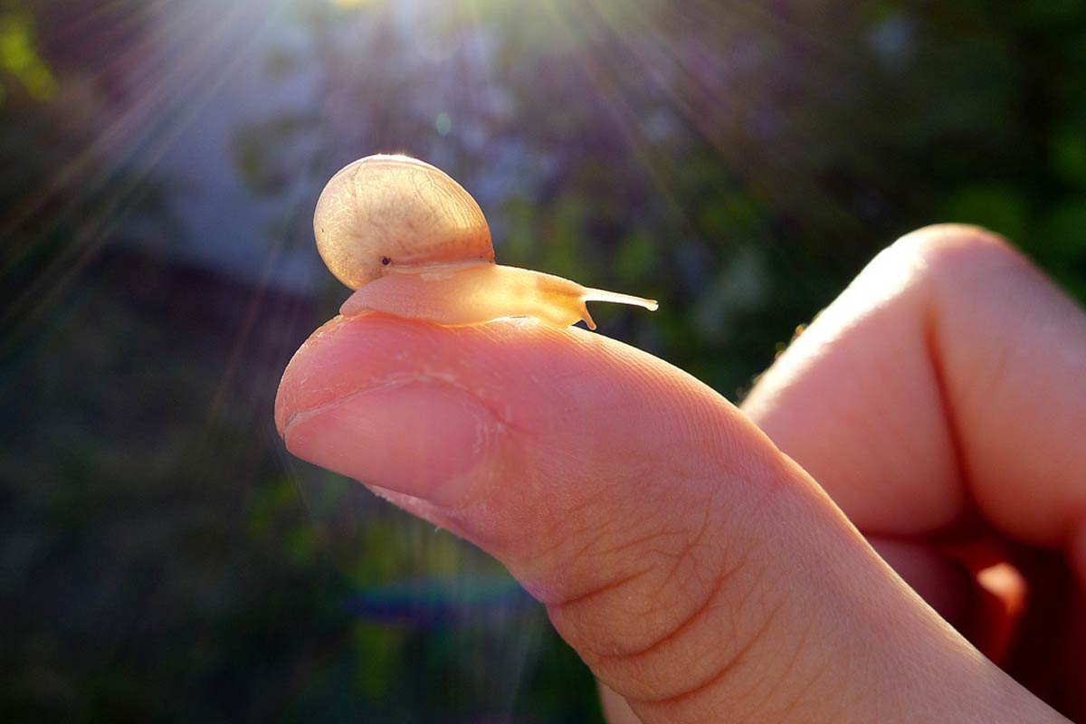 Quels sont les choix de formation en héliciculture