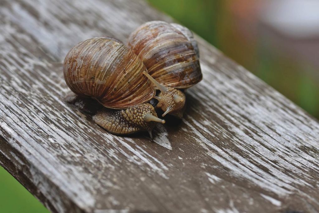 Matériel pour l'élevage d'escargots : quels sont les besoins