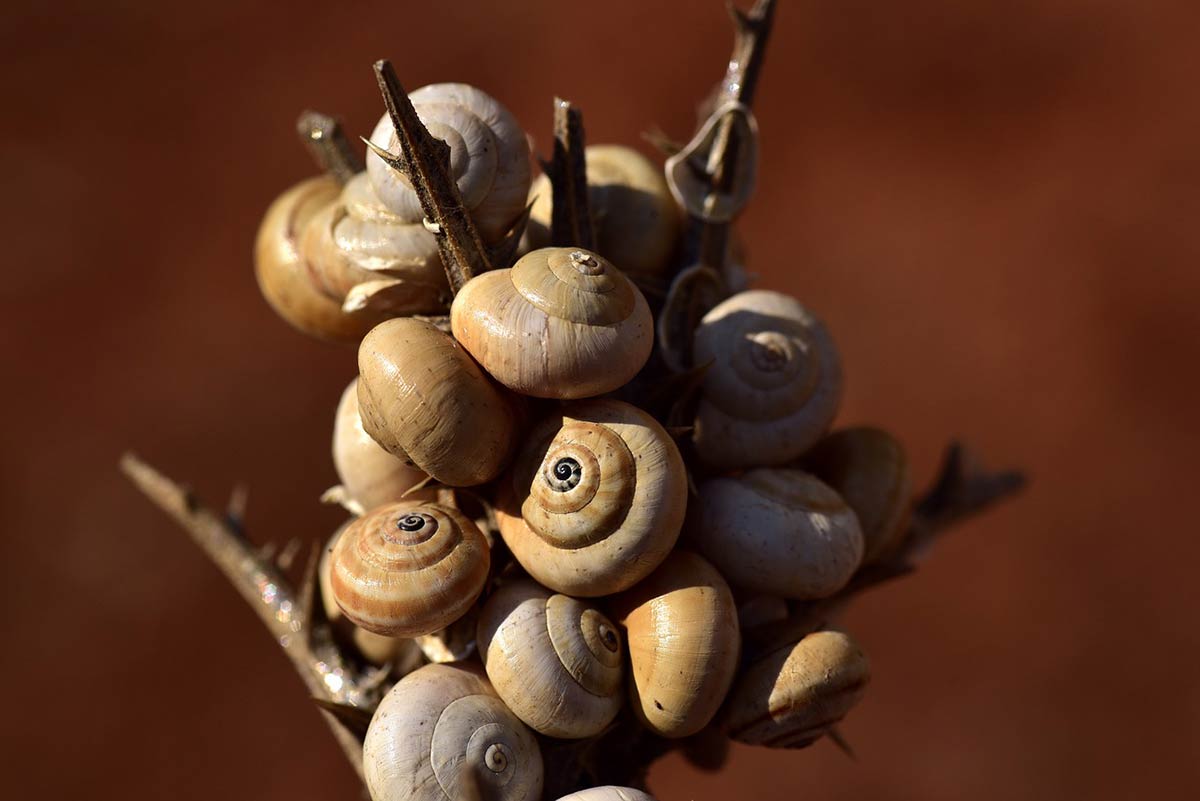 Matériel pour l’élevage d’escargots : quels sont les besoins