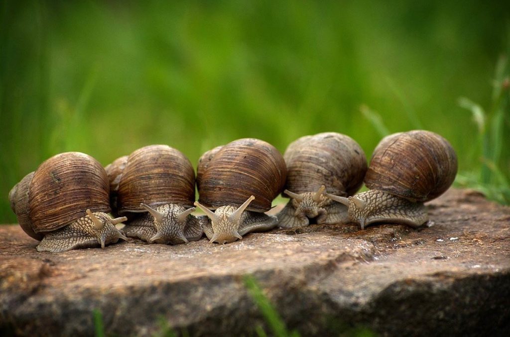 Matériel pour l'élevage d'escargots : quels sont les besoins