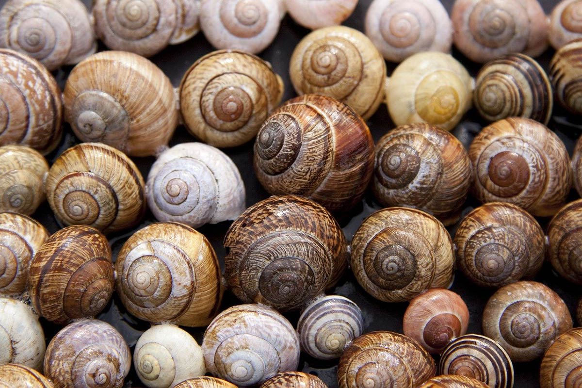 Héliciculture : Le guide détaillé de l’élevage d’escargots