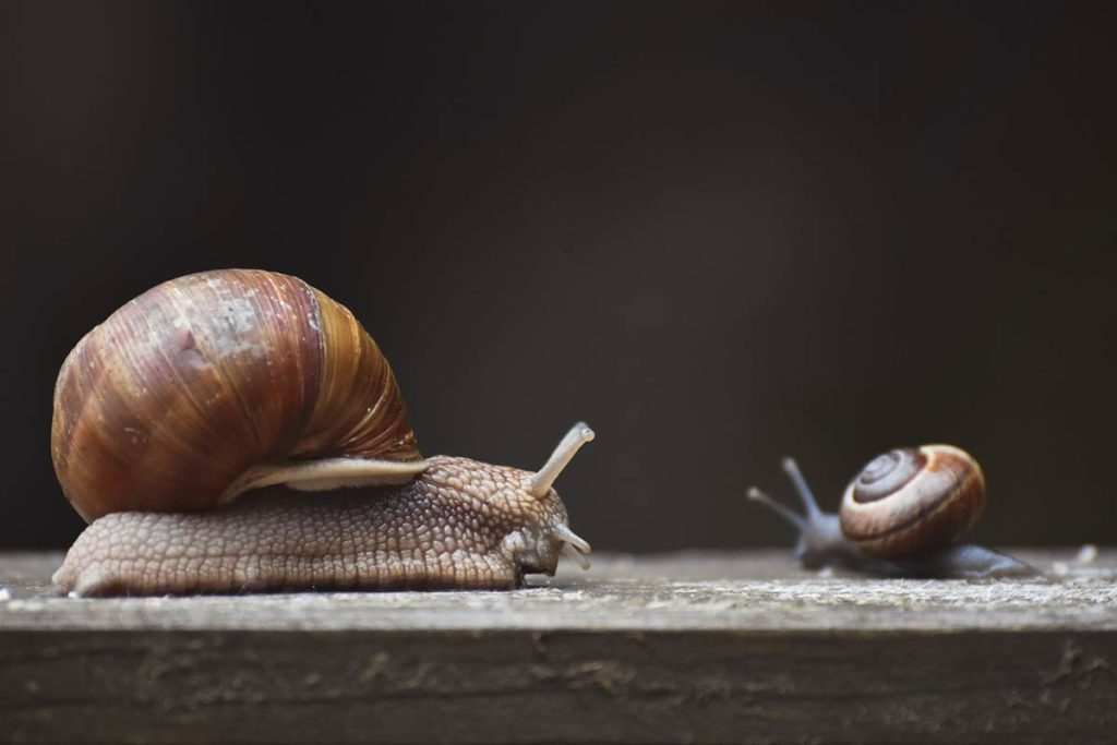 Héliciculture : Le guide détaillé de l'élevage d'escargots