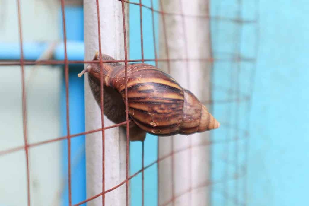 Héliciculture : Le guide détaillé de l'élevage d'escargots