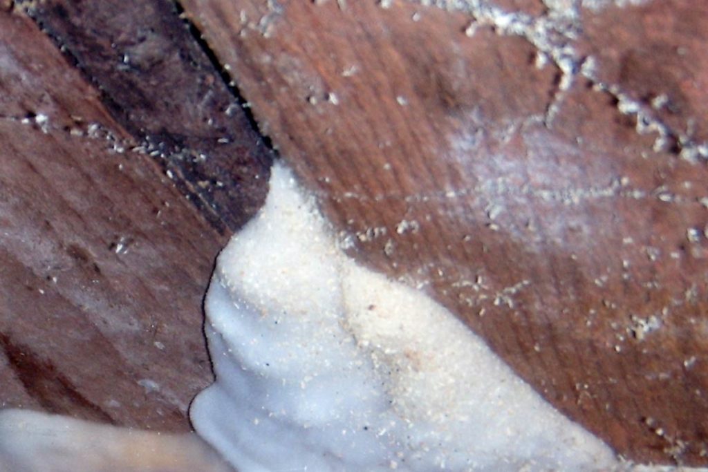 La mérule : comment lutter contre ce champignon lignivore ?