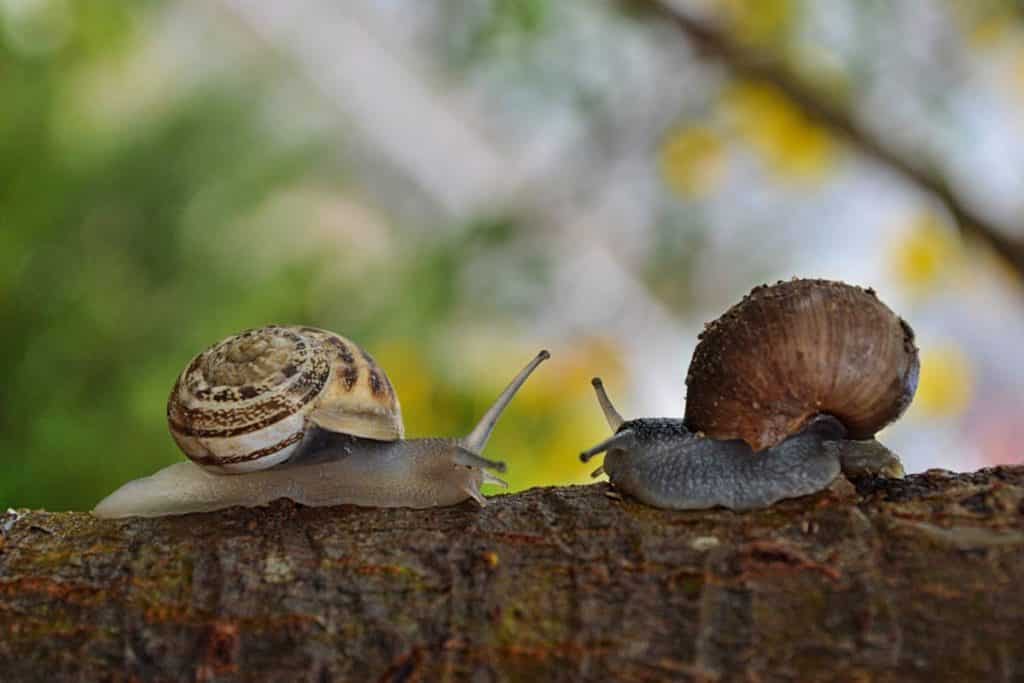 Vivre d'un élevage d'escargots : est-ce possible