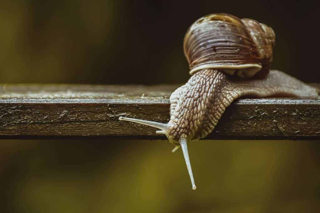 Vivre d'un élevage d'escargots : est-ce possible