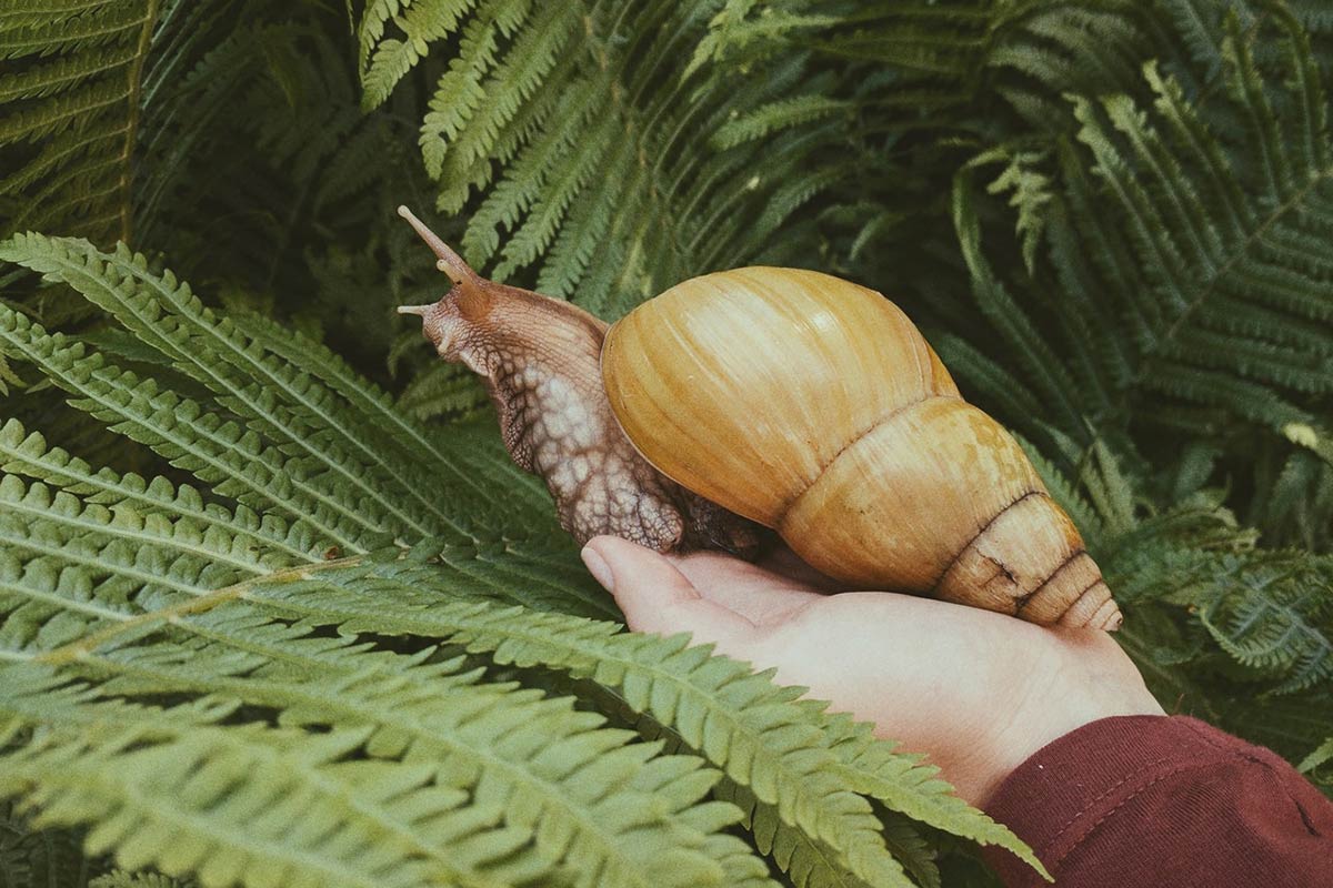 Vivre d’un élevage d’escargots : est-ce possible