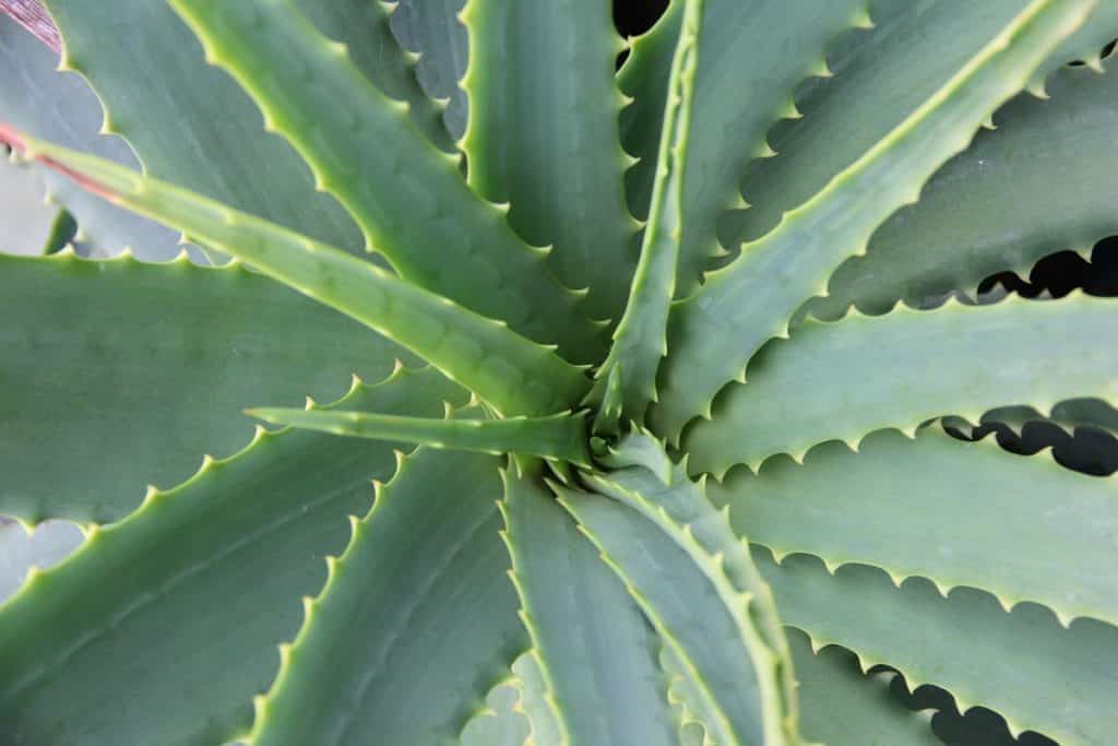 aloe vera et stress remede