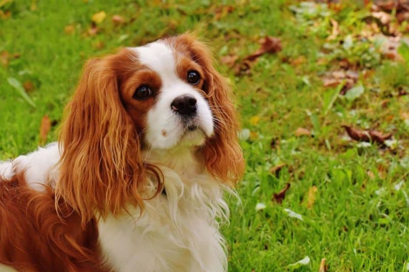 Assurance-pour-cavalier-King-Charles