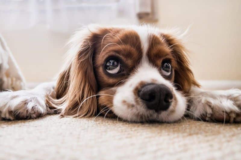 Assurance pour cavalier King Charles