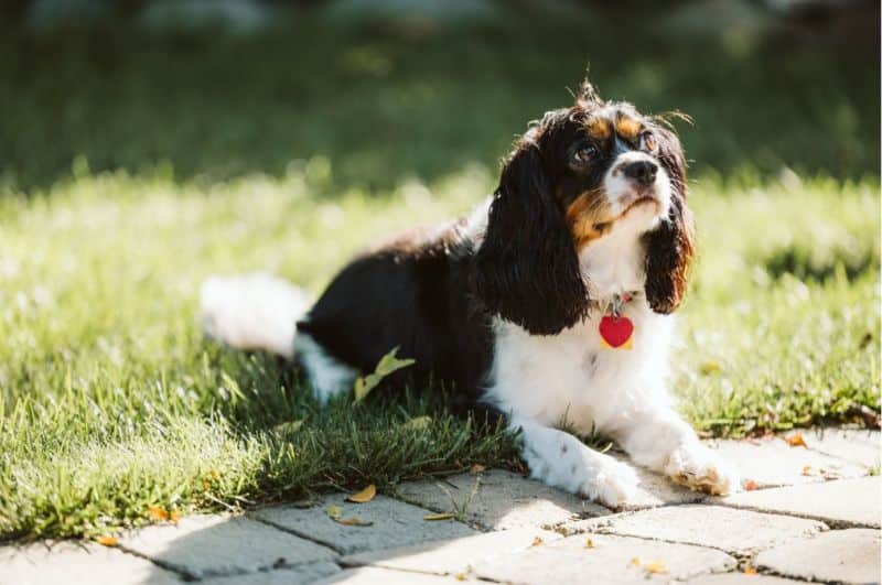 Assurance pour cavalier King Charles coût