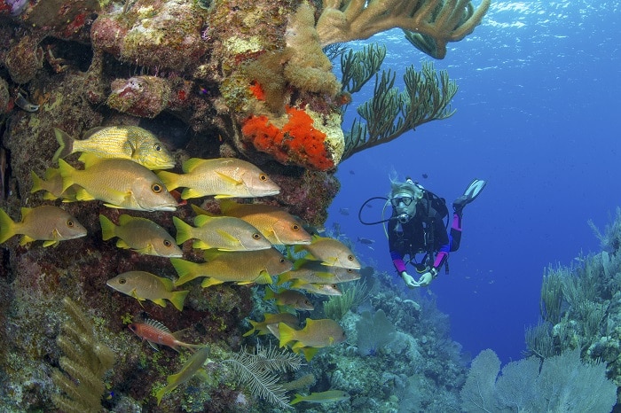 faire de la plongée sous marine aux seychelles
