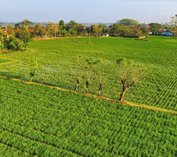 Comment vendre un terrain agricole ?