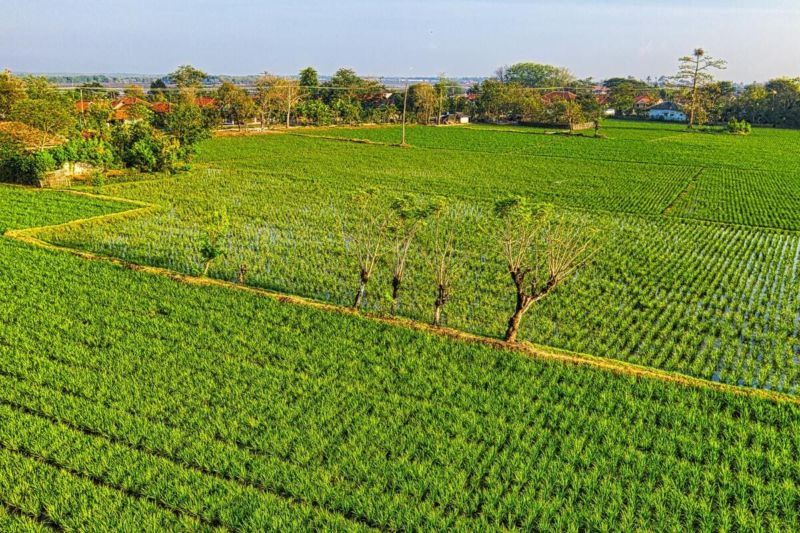 Comment vendre un terrain agricole ?