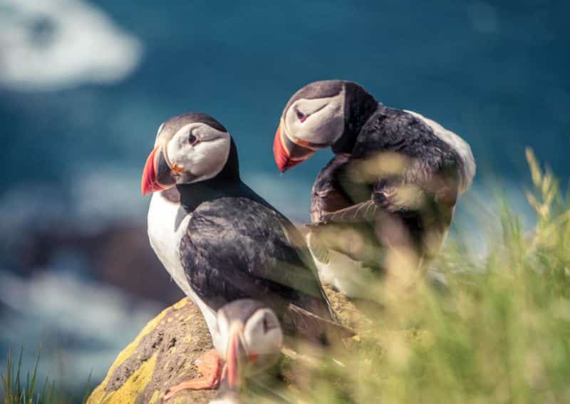 animaux d'Islande