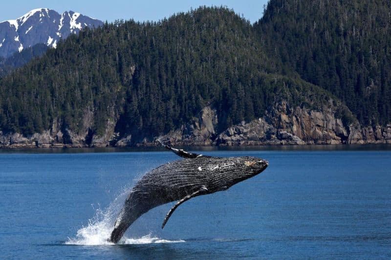 animaux d'Islande 