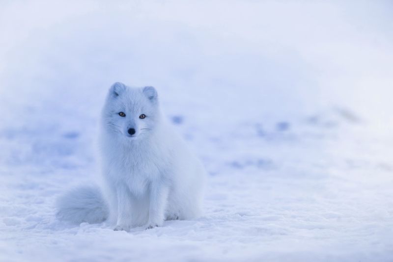 Quels animaux d’islande sont endogènes ?