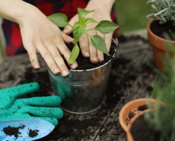 Jardinière : Comment Bien Choisir Son Terreau Pour Des Plantes En Pleine Forme En été ?