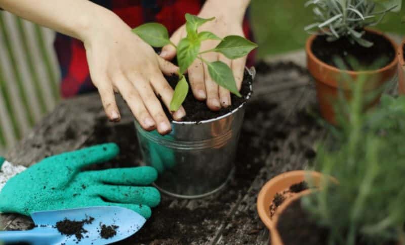 Jardinière : Comment Bien Choisir Son Terreau Pour Des Plantes En Pleine Forme En été ?