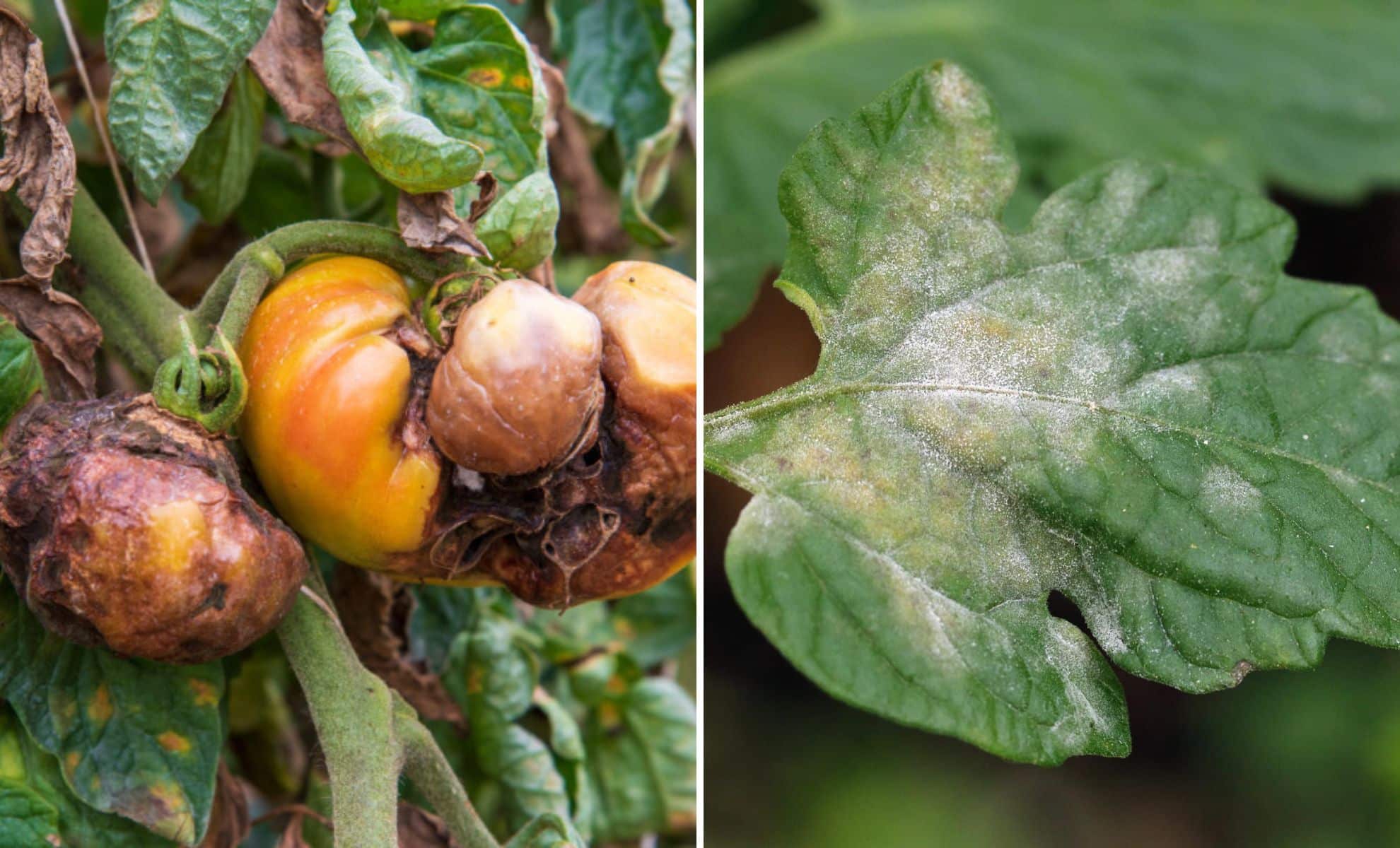 Plantations saisonnières : comment prévenir et traiter le mildiou