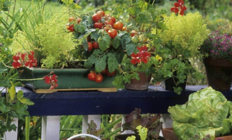Jardinière en juin : quels légumes choisir pour une récolte abondante ?