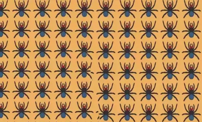 Défi d'observation : êtes-vous capable de repérer l'araignée différente en 10 secondes ?