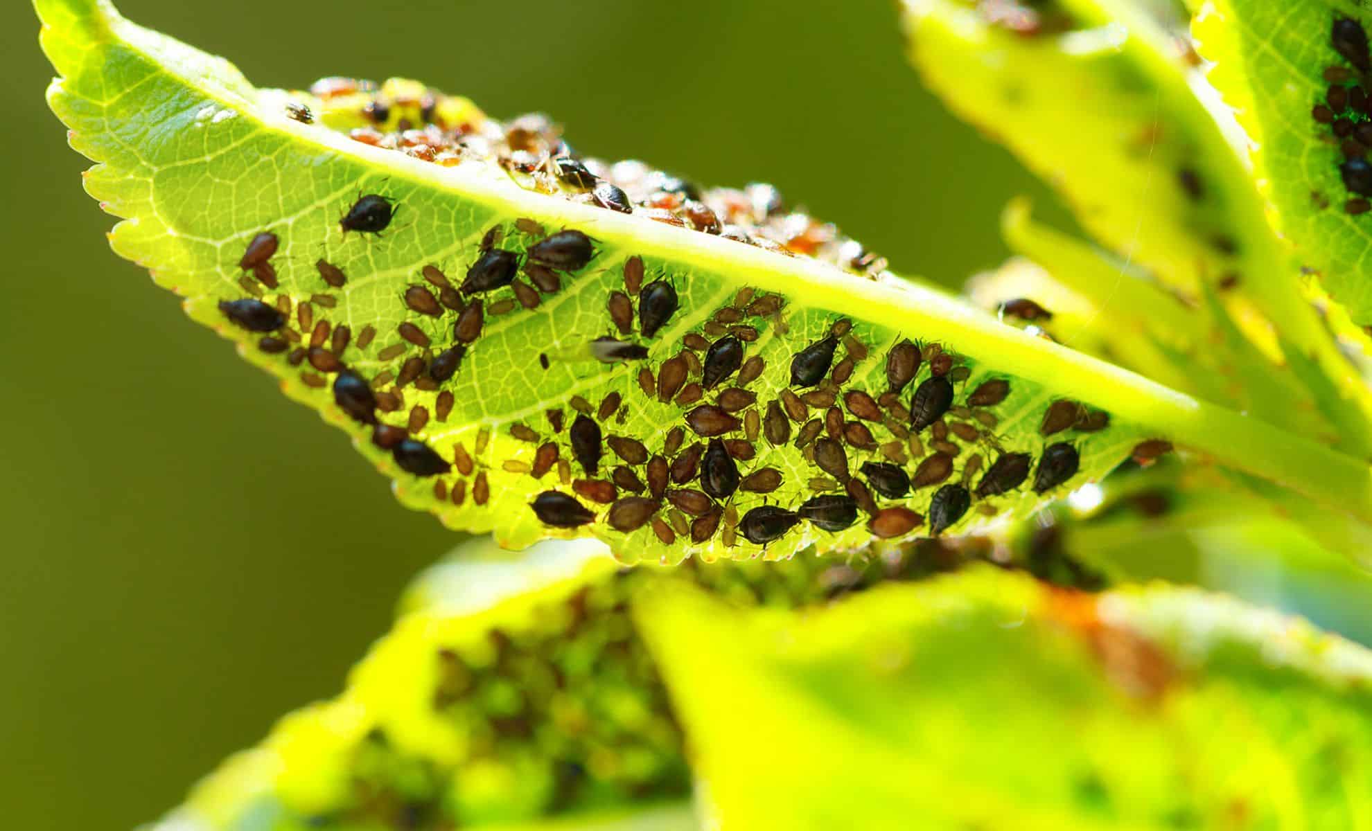 La solution naturelle qui fait sensation : comment l'ail et le piment peuvent sauver votre jardin des pucerons