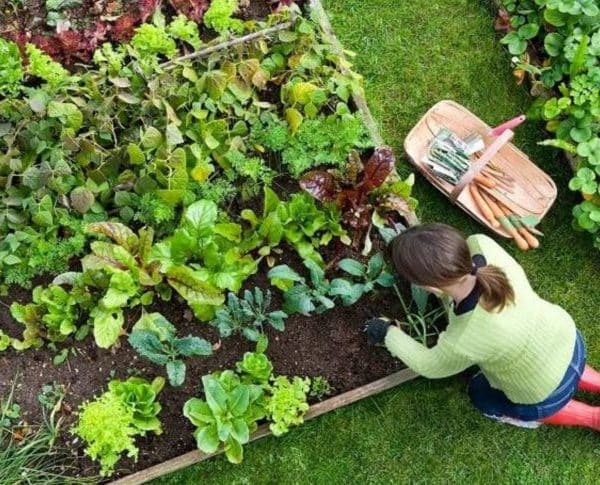 Jardinage : 5 raisons pour lesquelles le Slow Gardening pourrait vous rendre plus heureux