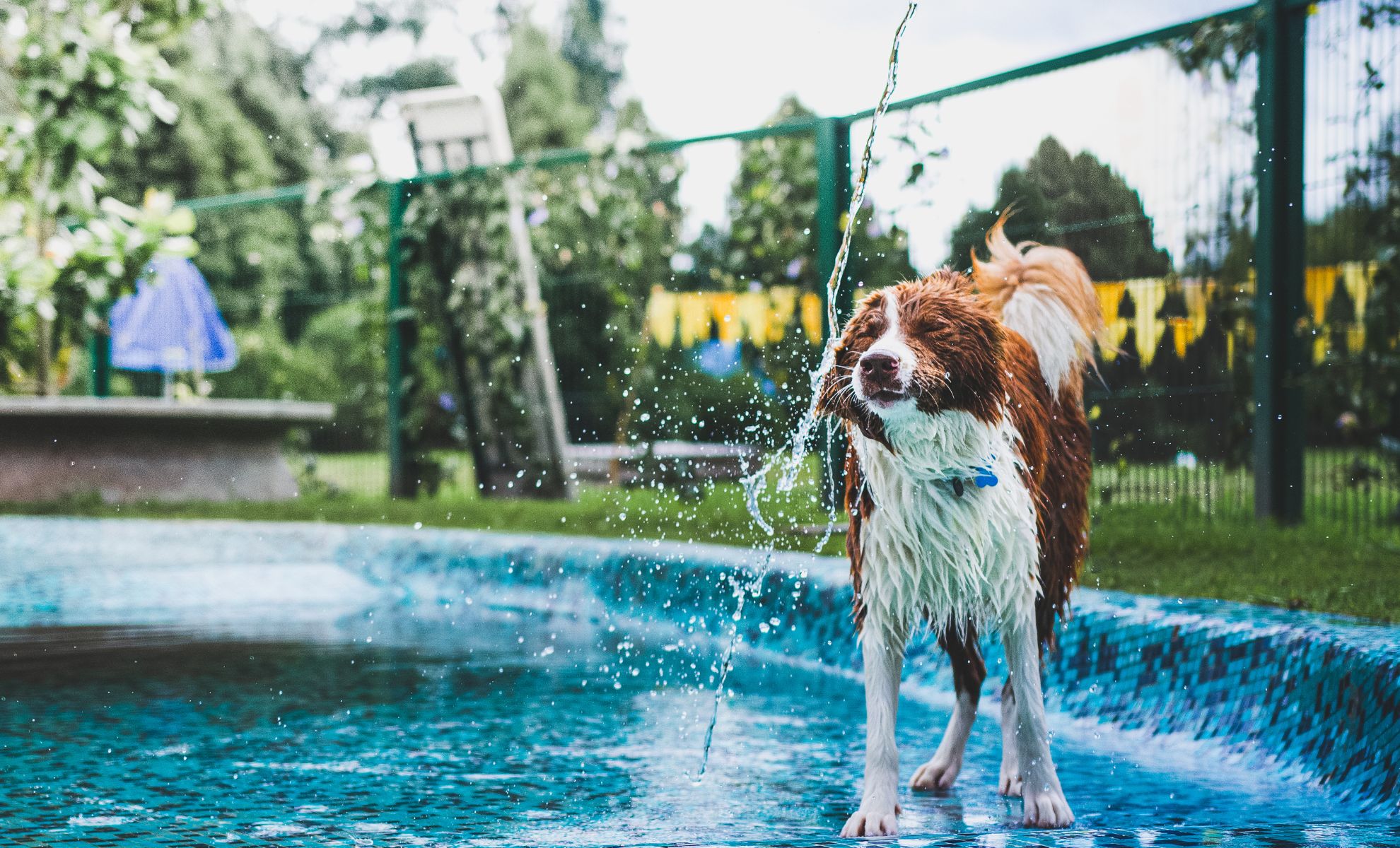 Animaux de compagnie : 5 astuces pour les rafraîchir et les protéger de la chaleur estivale