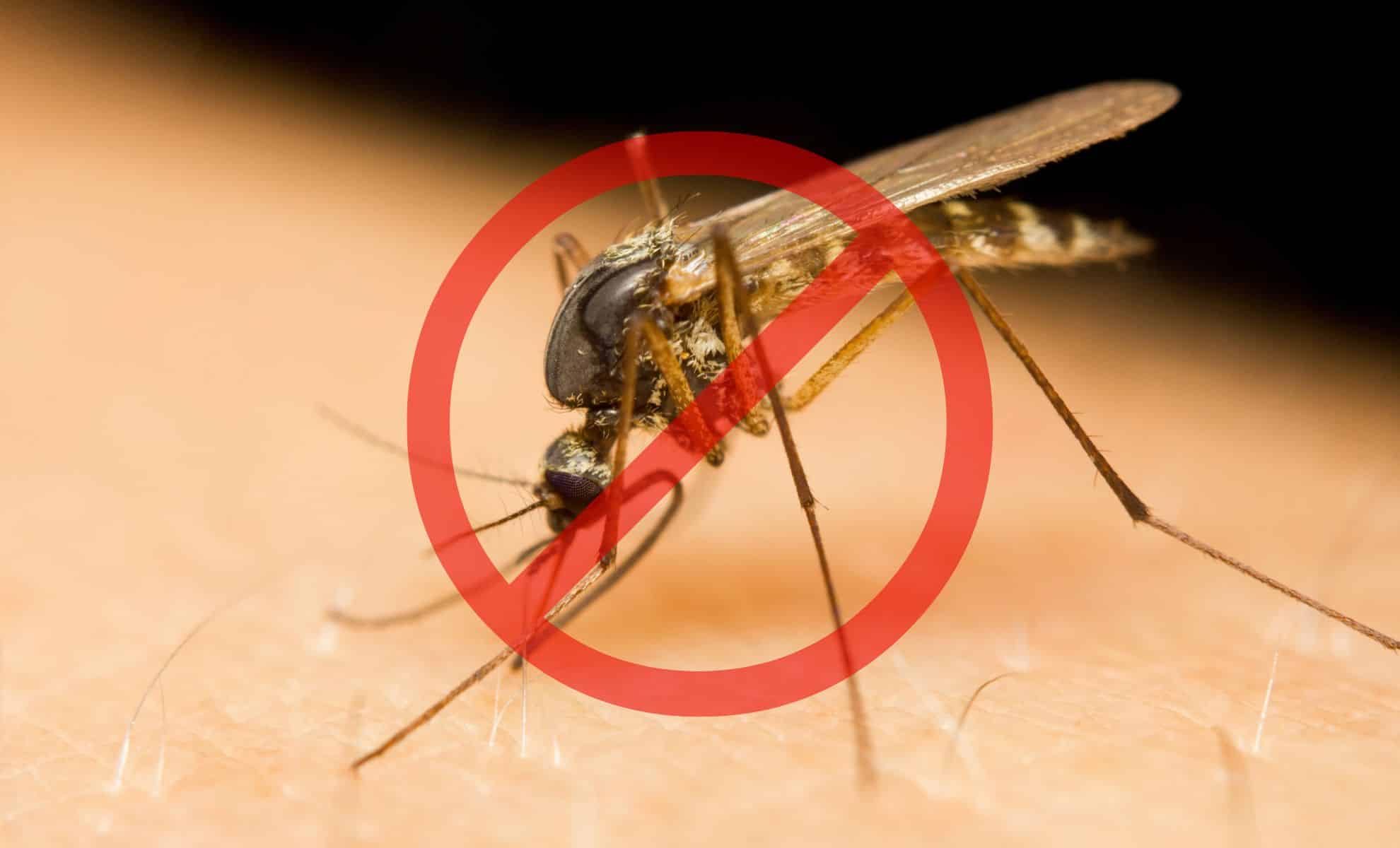 5 Remèdes contre les moustiques : dites adieu aux piqûres cet été !