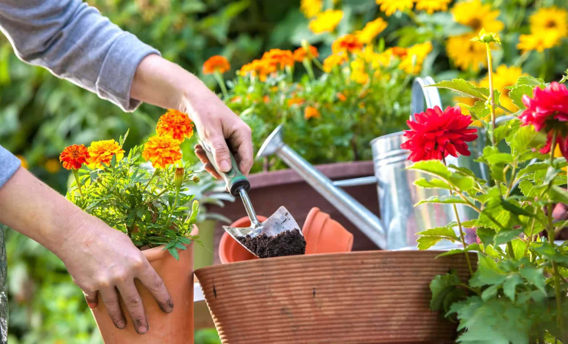 Jardiner en été : Top 8 des fleurs qui ne connaissent pas la sécheresse