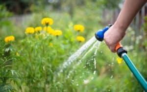 L'art subtil de l'arrosage du jardin en période de canicule.