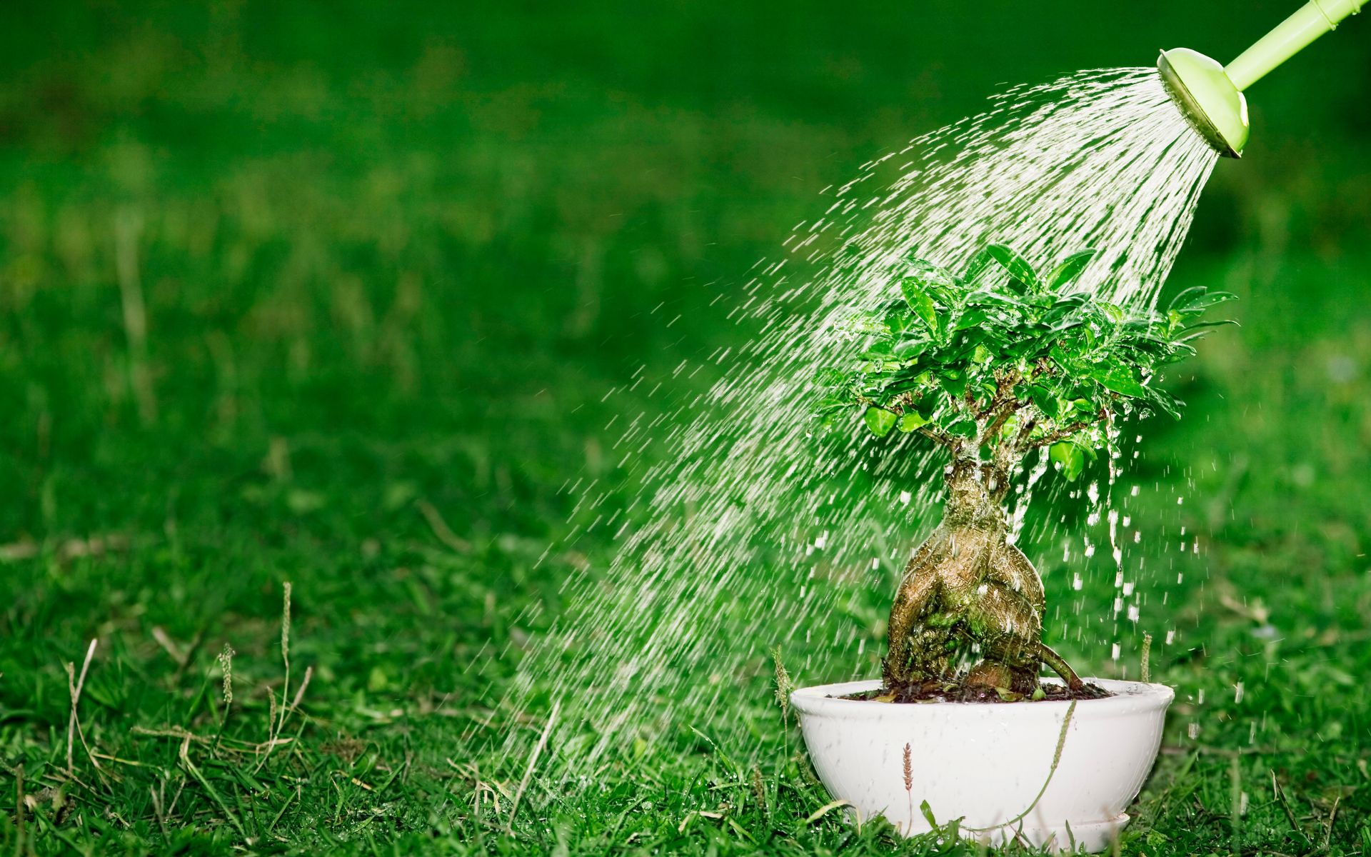 L'art subtil de l'arrosage du jardin en période de canicule.