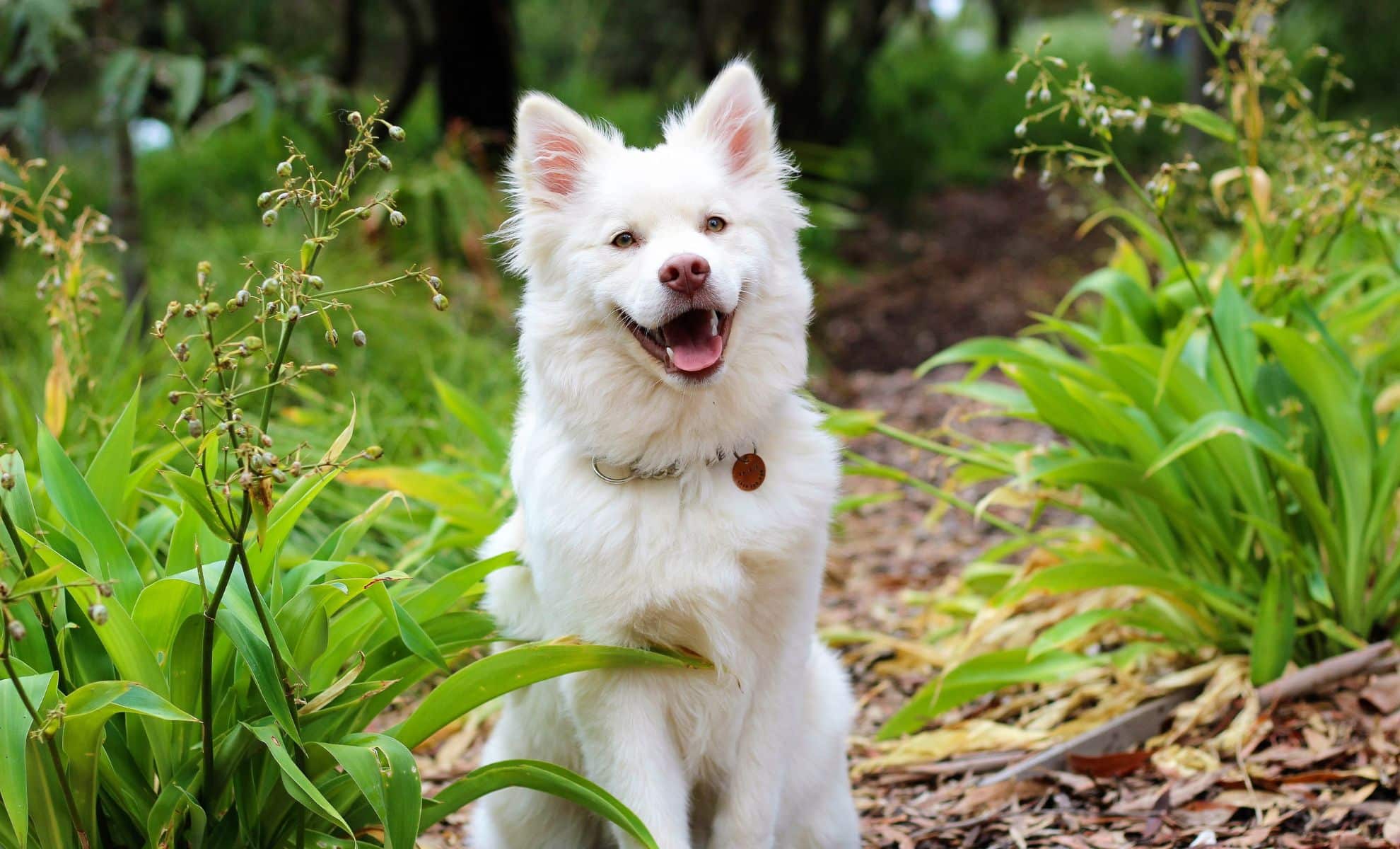 Quels compléments alimentaires sont adaptés aux chiens âgés ?