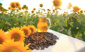 Vous utilisez l'huile de tournesol ? ces faits vous feront changer d'avis !