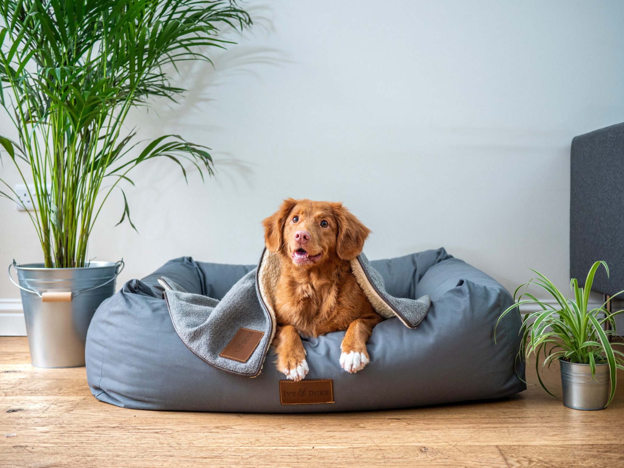 Un Chien Assis Sur Un Lit De Chien Gris Devant Une Plante En Pot.