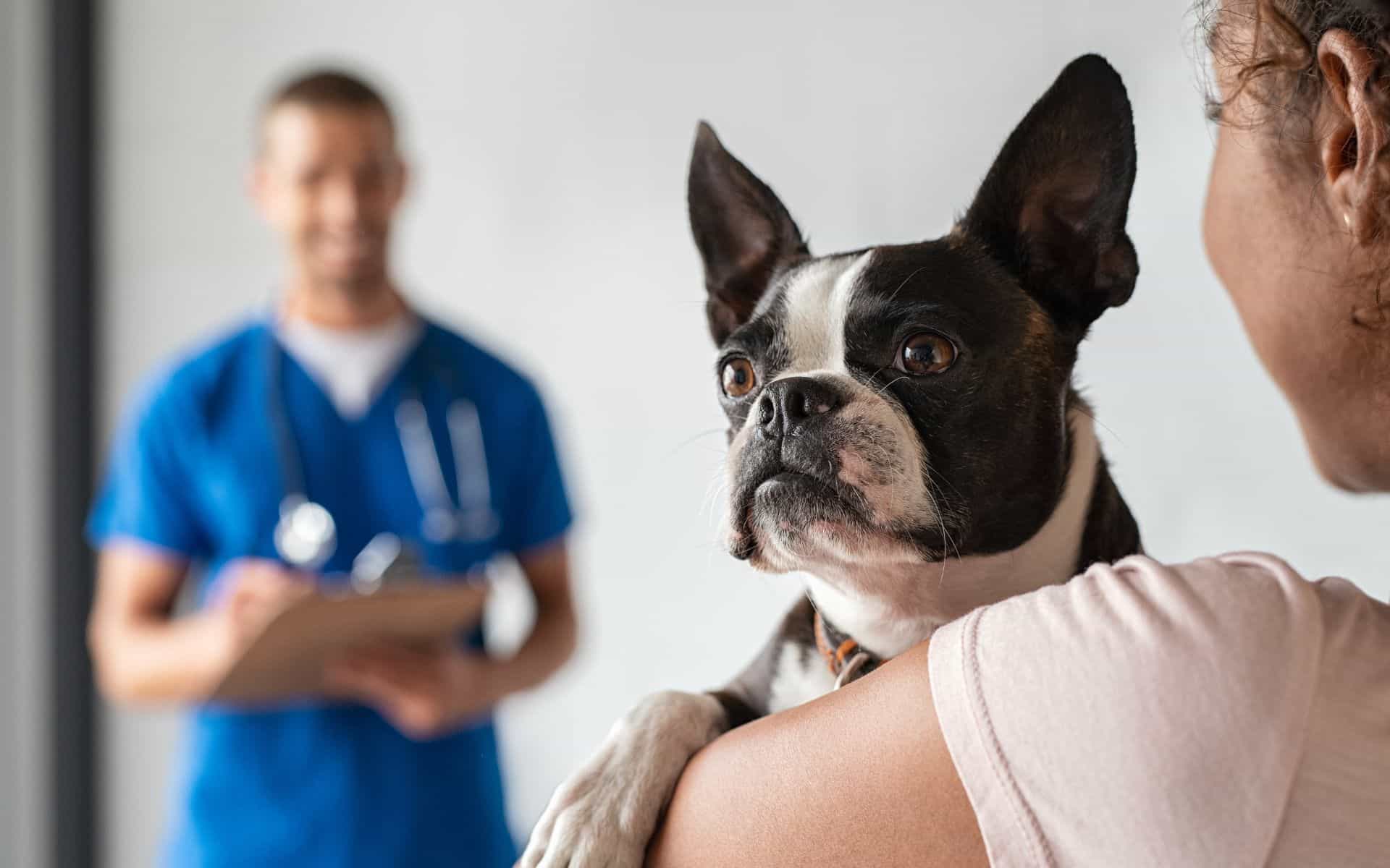 Quand peut-on castrer son meilleur ami ? La question que tous les propriétaires de chiens se posent !