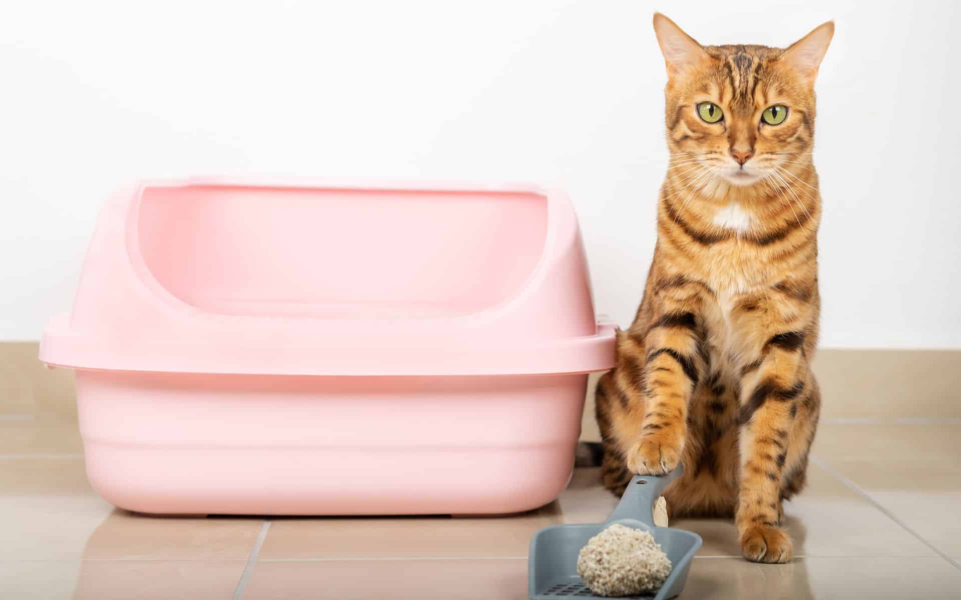 Voici pourquoi la litière de votre chat doit toujours rester propre !