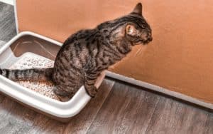 Voici pourquoi la litière de votre chat doit toujours rester propre !