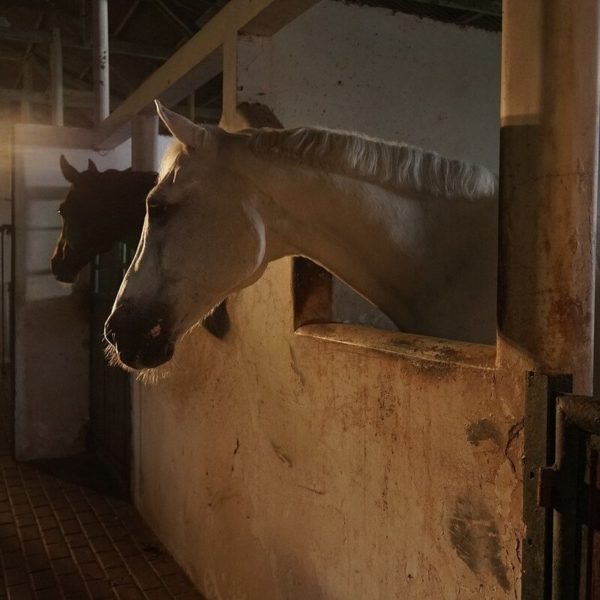 solarium pour chevaux