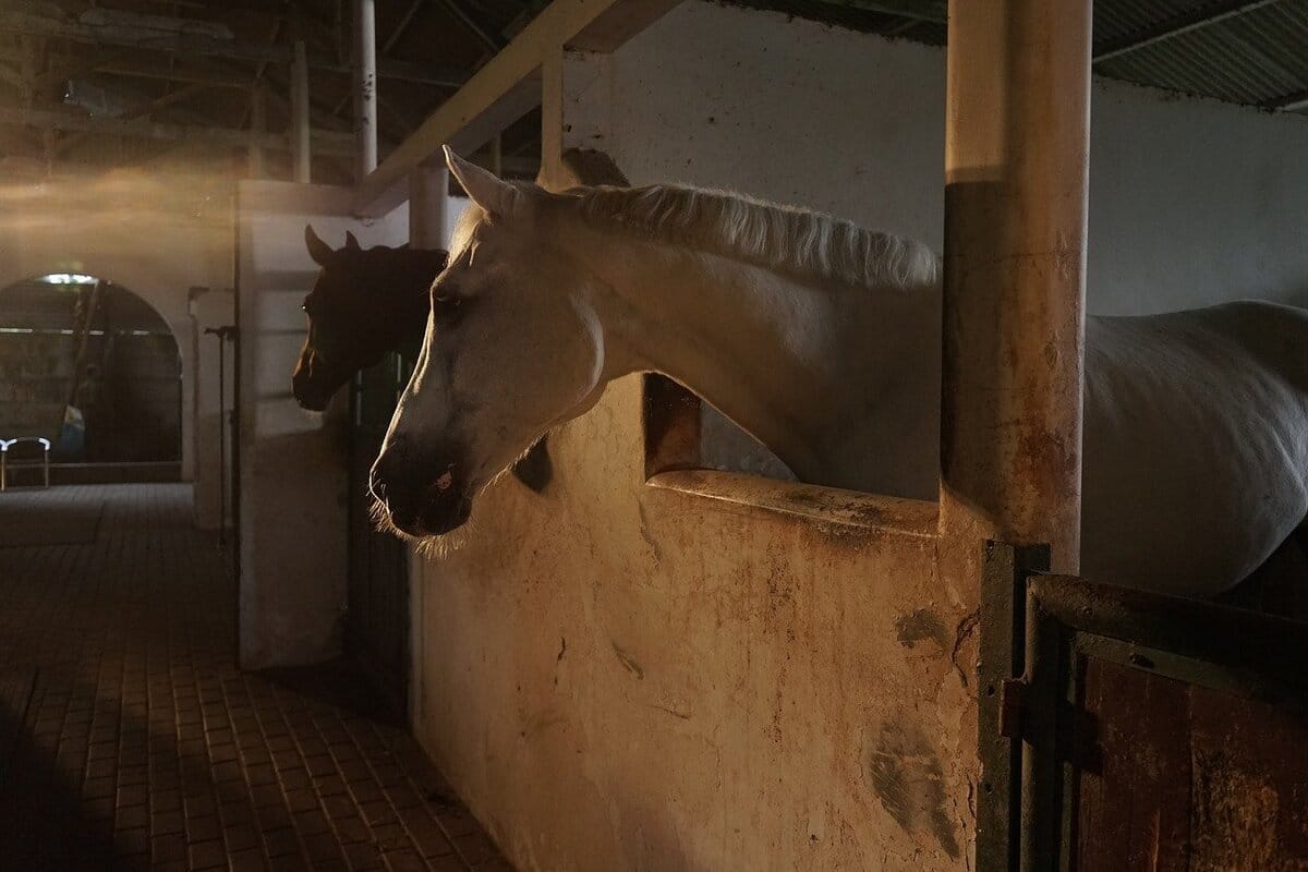 solarium pour chevaux