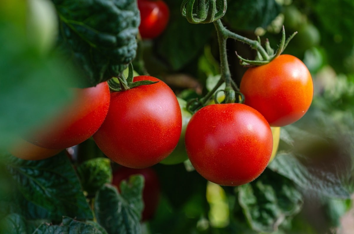 tomates ne rougissent pas