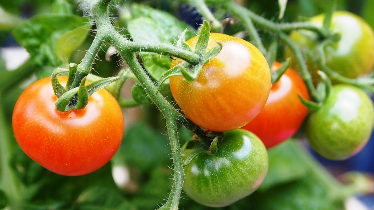 tomates ne rougissent pas