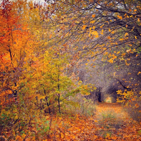 Un Chemin Dans Les Bois Aux Feuilles Colorées.