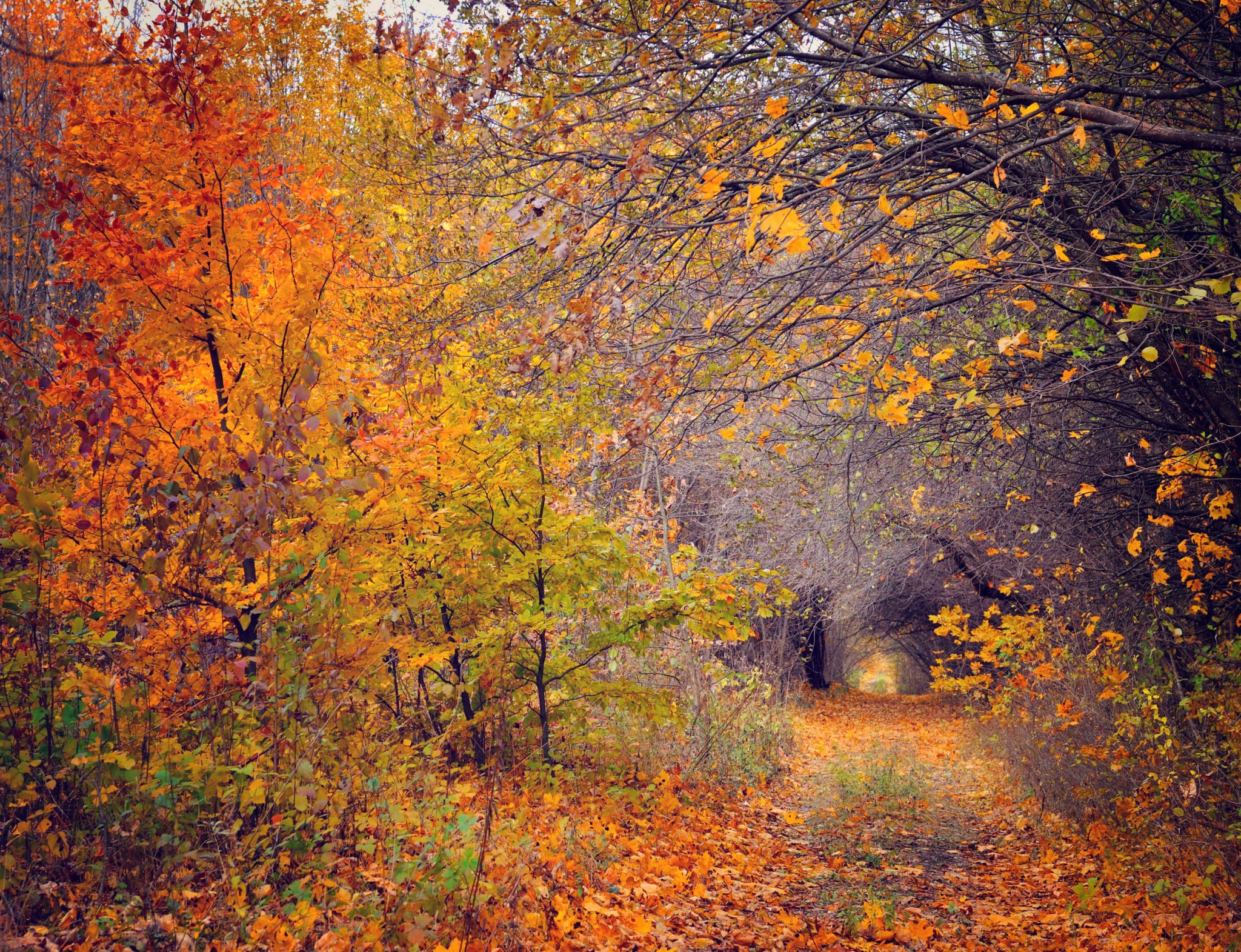 Un Chemin Dans Les Bois Aux Feuilles Colorées.