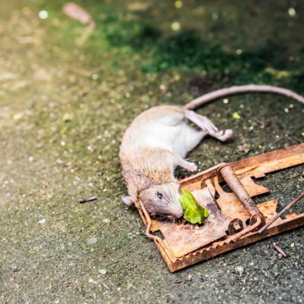 Un Rat Posé Sur Un Piège à Souris.