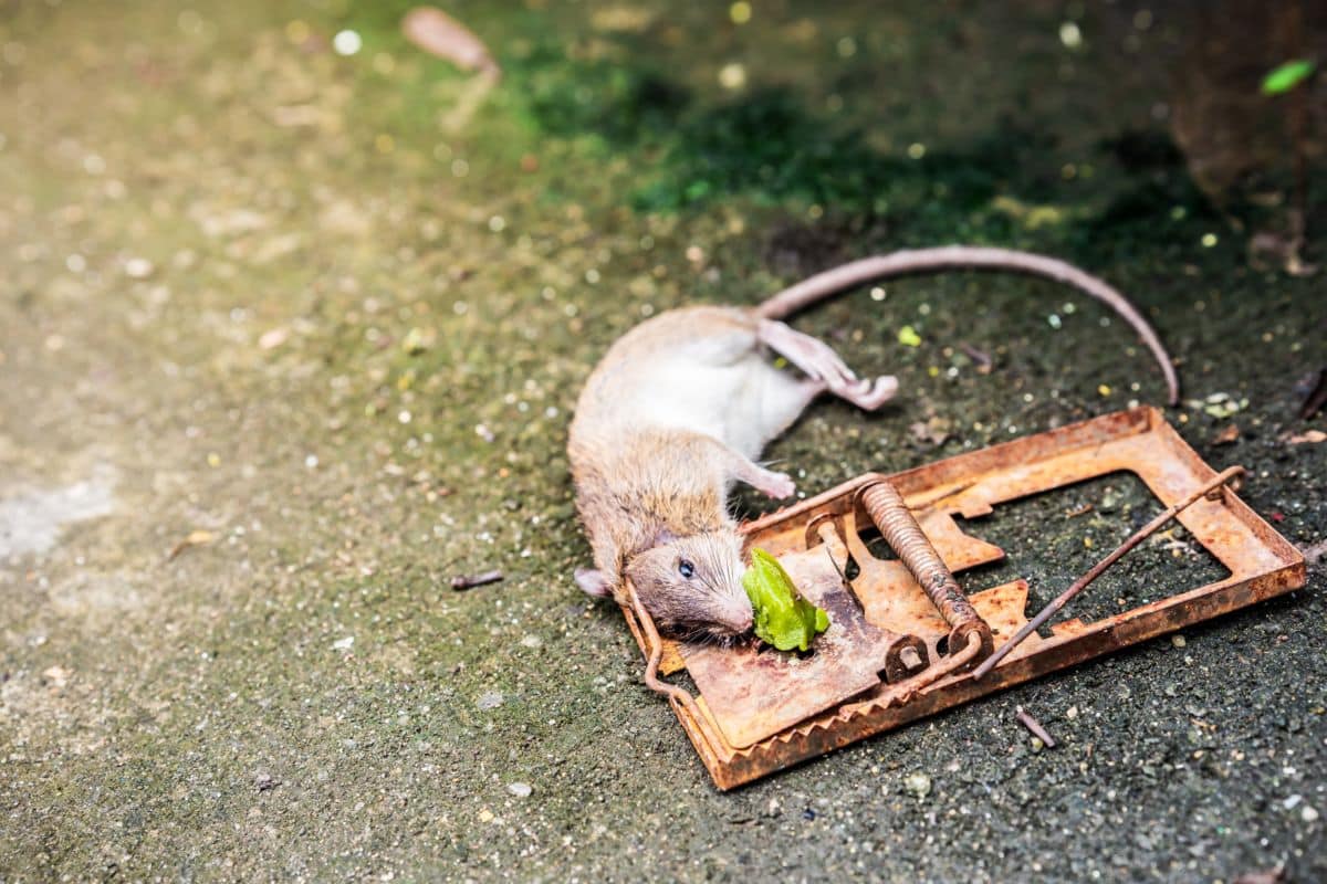 Un Rat Posé Sur Un Piège à Souris.