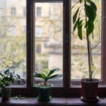 Trois Plantes En Pot Sur Un Rebord De Fenêtre.